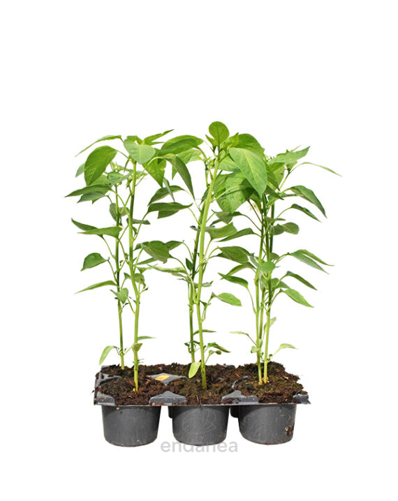 Pimiento Gernika Planta Km0 6 unidades