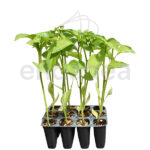 Pimiento Italiano F1 Planta 12 unidades