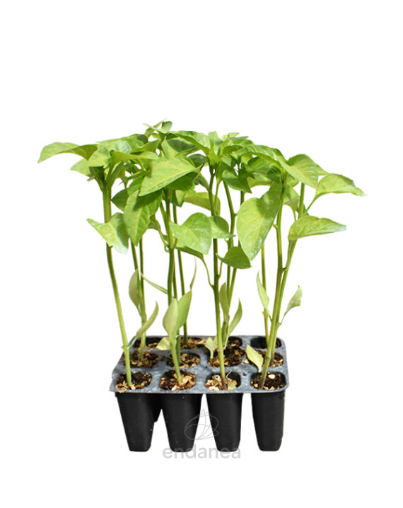 Pimiento Italiano F1 Planta 12 unidades