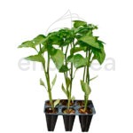 Pimiento Morrón Planta 6 unidades