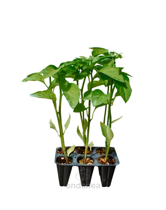 pimiento-morron-planta-6-uds-horticola
