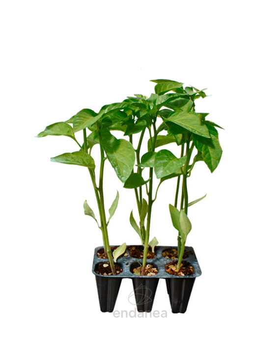 Pimiento Morrón Planta 6 unidades