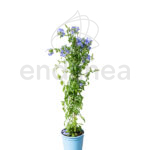 Plumbago Planta de Exterior Trepadora