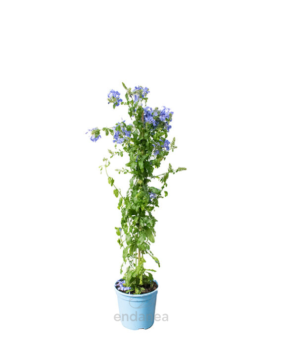 Plumbago Planta de Exterior Trepadora
