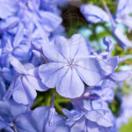 Plumbago Planta de Exterior Trepadora Flor azul