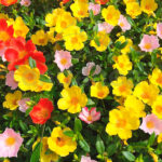 Portulaca Km0 Flores