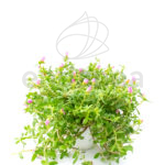 Portulaca Planta de Exterior