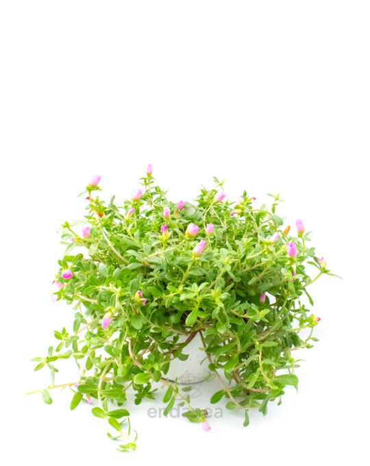 portulaca-planta-exterior-en-flor