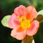 Portulaca Planta Exterior Flores