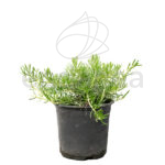 Romero Rastrero Planta de Exterior Aromática