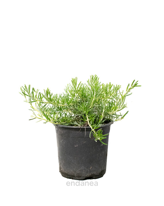 Romero Rastrero Planta de Exterior Aromática