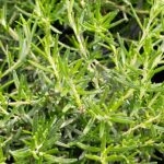 Romero Rastrero Planta de Exterior Aromática Detalle