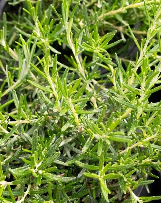 romero-rastrero-planta-de-exterior-aromatica-detalle