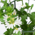 Scaevola Planta de Exterior Blanca