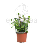 Scaevola Planta de Exterior Morada