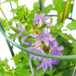 Scaevola Planta de Exterior Morada