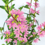 Scaevola Planta de Exterior Rosa