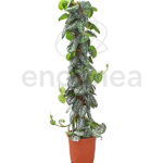 Scindapsus Pictus Trebie Planta de Interior