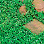 Semillas Césped Dichondra Repens BATLLE