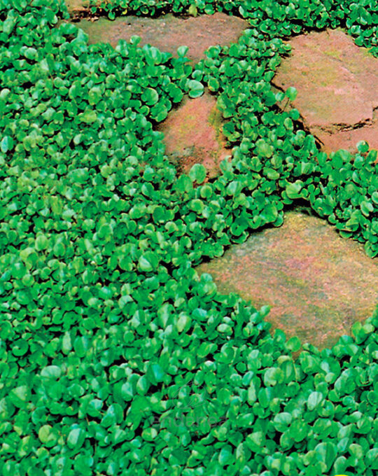 semillas-cesped-dichondra-repens-batlle-jardin