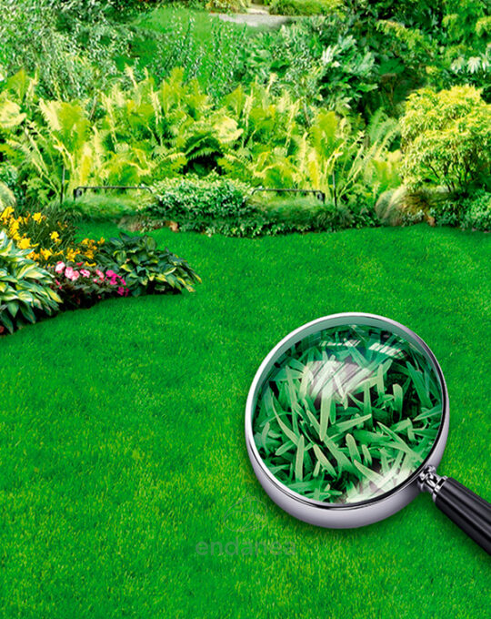 semillas-cesped-grama-kikuyo-batlle-jardin