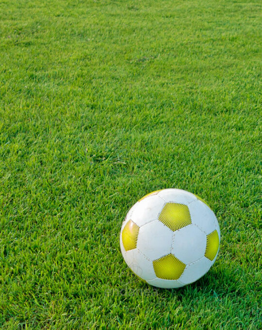 semillas-cesped-resistente-compo-juego