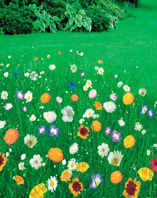 semillas-de-cesped-prado-japones-batlle-jardin