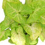 Syngonium Golden Feel Green