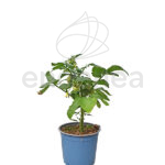 Tomate Cherry Km0 Plantas Hortícolas