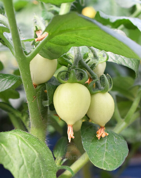 tomate-cherry-km0-plantas-horticolas-frutos
