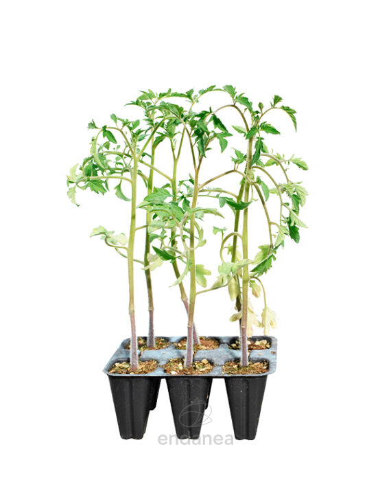Tomate Corazón de Toro Planta Hortícola 6 unidades