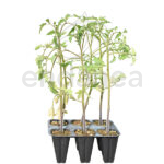 Tomate Cuor di Bue Planta 6 unidades