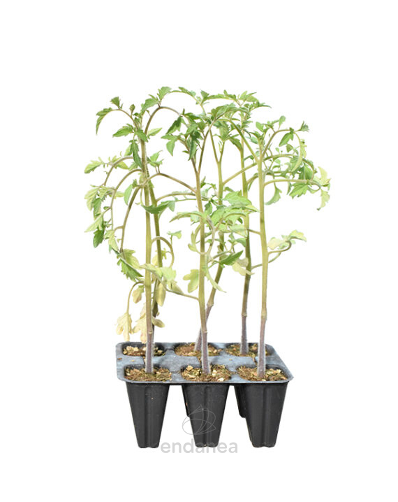Tomate Cuor di Bue Planta 6 unidades