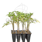 Tomate Gordo Rama Planta 12 unidades