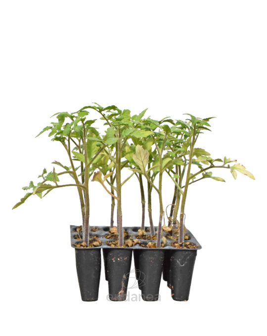 tomate-gordo-rama-planta-12-unidades-horticolas