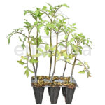 Tomate Marmande Raf Planta 6 unidades
