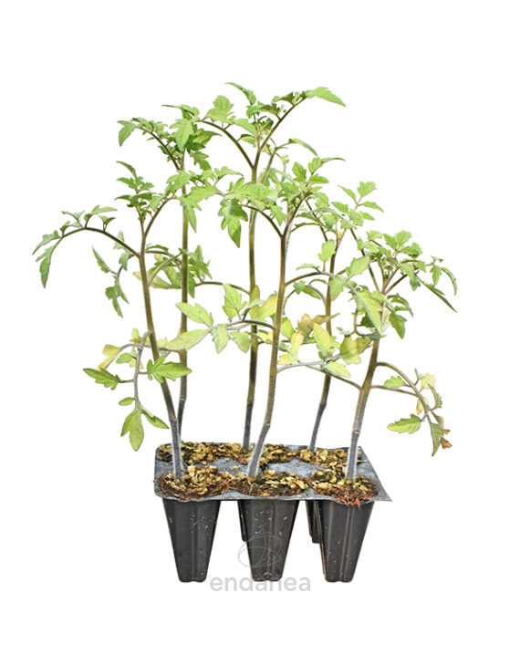 Tomate Marmande Raf Planta 6 unidades