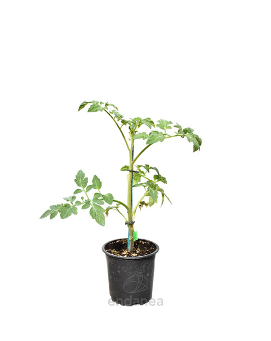 tomate-monterosa-planta-horticola