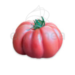 Tomate Monterosa Planta Hortícola Fruto