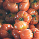 Tomate Monterosa Planta Hortícola Tomates