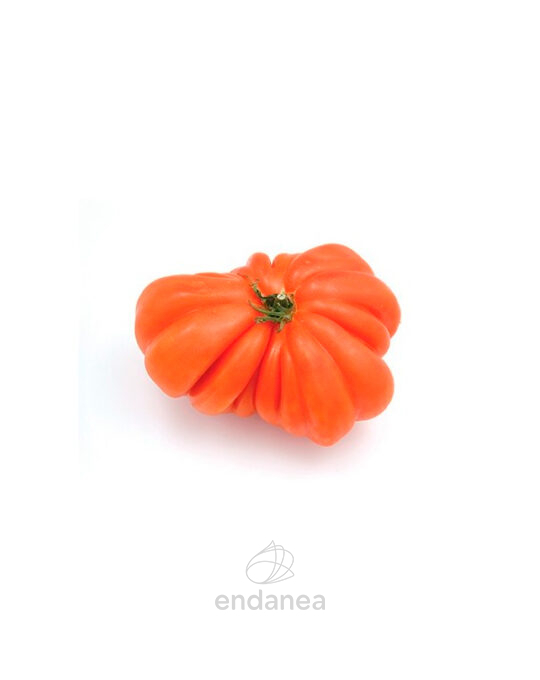 tomate-montserrat-planta-6-unidades-fruto