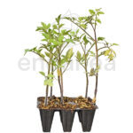 Tomate Montserrat Planta 6 unidades