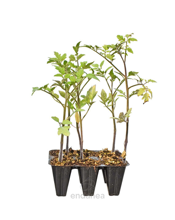 Tomate Montserrat Planta 6 unidades