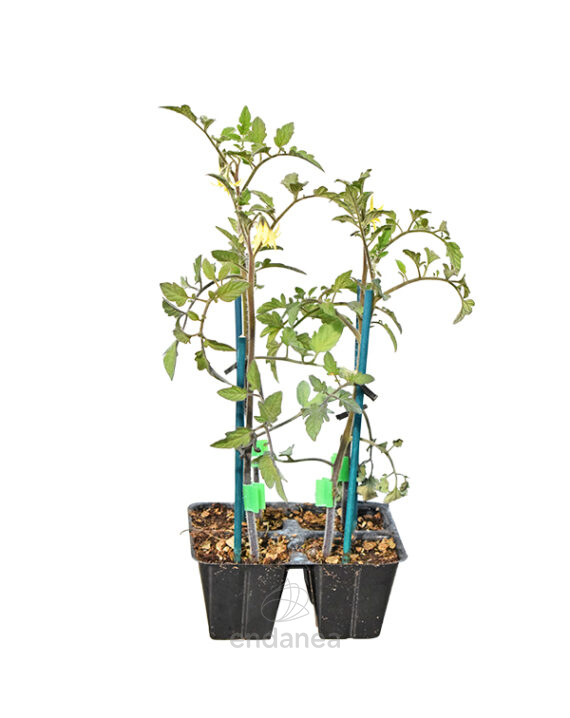 Tomate Moreno Injertado Planta 4 unidades