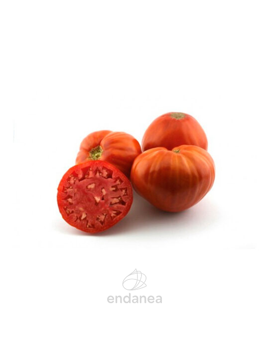 tomate-rojo-alhambra-planta-6-unidades-fruto