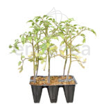 Tomate Rojo Alhambra Planta 6 unidades