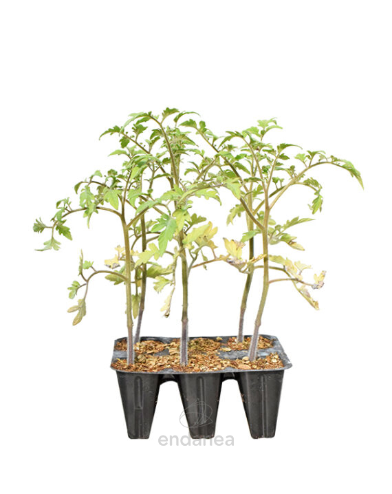 Tomate Rojo Alhambra Planta 6 unidades