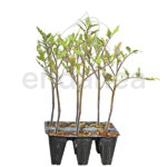 Tomate Rosa Beef Planta 6 unidades