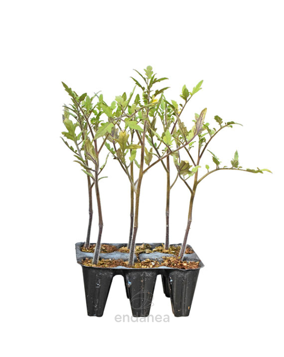 Tomate Rosa Beef Planta 6 unidades