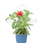 Zinnia Elegans Km0 Planta de Exterior